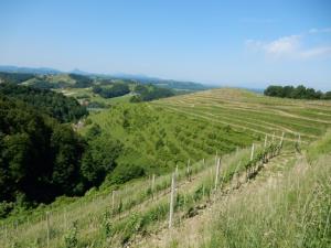 Pogled na gorice v Velikem Vrhu
